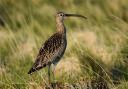 The National Trust is urging dog owners to keep their pets on leads to protect nesting birds like the curlew.