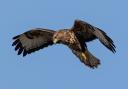 A buzzard has been shot and killed in the Bradford district