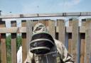 BEE-KEEPER Bill Cadmore checks the hive