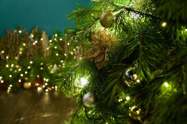 Bradford Telegraph and Argus: Buy your Christmas tree online (Canva)