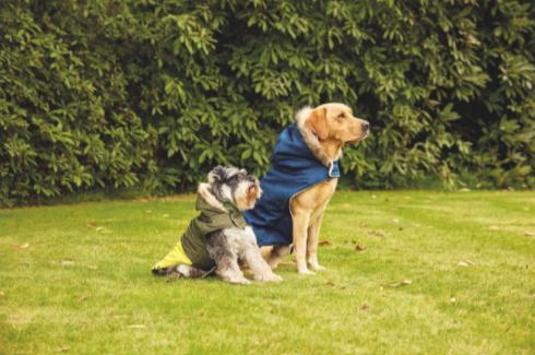 Bradford Telegraph and Argus: Khaki Larger Dog Bomber Coat. (Aldi)