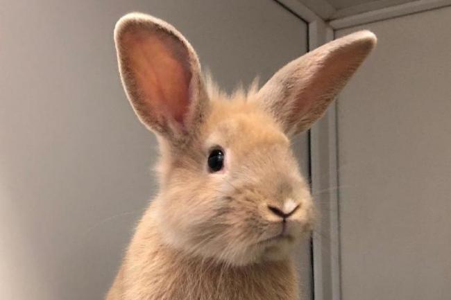 These 2 rabbits with RSPCA Bradford need their forever home (RSPCA)