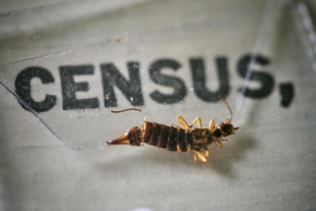 Bradford Telegraph and Argus: An insect, which died at some point in the last 100 years, being removed from the pages of the 1921 Census at the Office for National Statistics (ONS) near Southampton. Photo via PA.