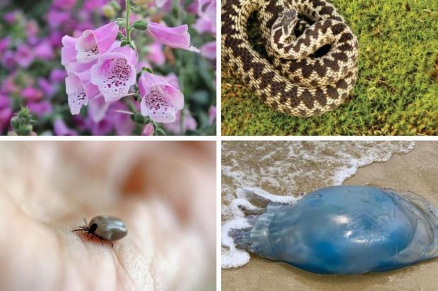 Dangerous and potentially deadly wildlife to watch out for this summer  (stock)
