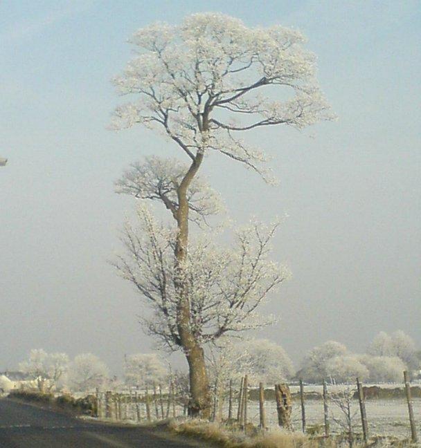 A winter tree in Westfield Lane, Wrose, taken by Trevor Williams-Berry, of Bredon Avenue, Wrose. 