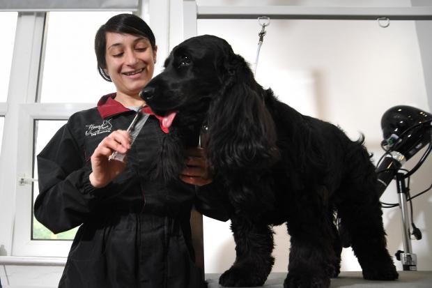 Ellie Bucci gives a pampering to Bonnie, a show cocker spaniel, at her new salon in Shipley called House of Paws