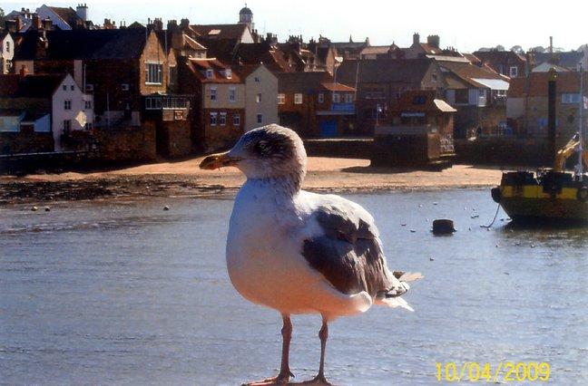 A seagull overlooking eastside Whitby harbour, taken by Dean Oldfield, of Church Square, Whitby.