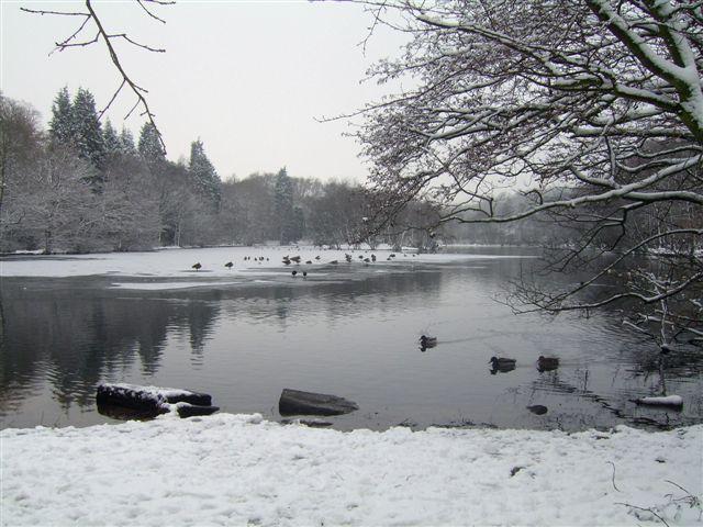 Coppice Pond at St Ives Estate, Harden, Bingley, taken by Kath Gabbitas, of Ferrands Park Way, Harden, Bingley.