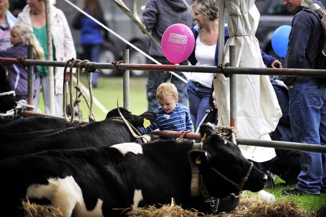 A young visitor gets up close to some of the cows entered in the Bingley Show 2010