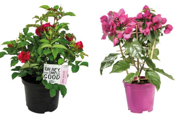 Bradford Telegraph and Argus: (left) Garden Rose and (right) Bougainvillea (Lidl/Canva)