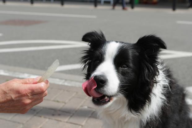 Bradford Telegraph and Argus: A dog licking its lips after trying the Woof & Brew Ice Pops (Morrisons)