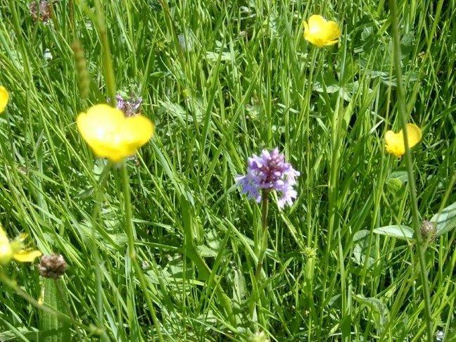 Wild orchids in Dentdale, taken by Mike Payne, of Long Meadows, Burley-in-Wharfedale, Ilkley.