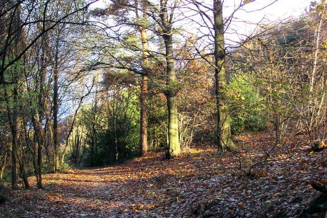 Esholt Woods, taken by Geoff Hutton, of Oakdale Drive, Bradford.