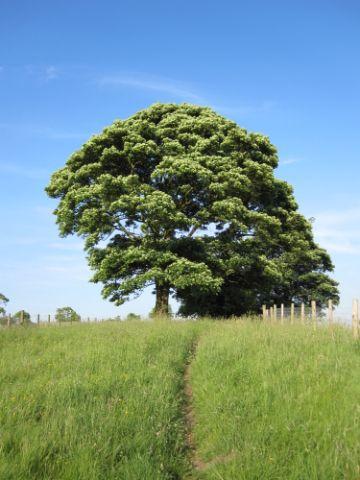 Tree in Field near Carlton Lane, Guiseley,, taken by Stephen Wright, of Carlton Lane, Guiseley.
