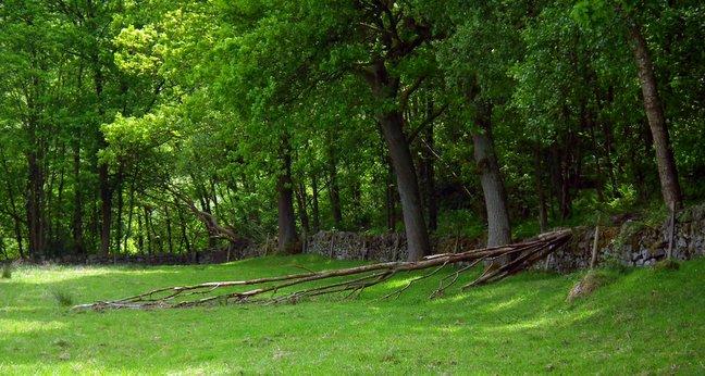 Goit Stock Woods at Cullingworth, taken by Doug Coates, of Selborne Grove, Keighley.