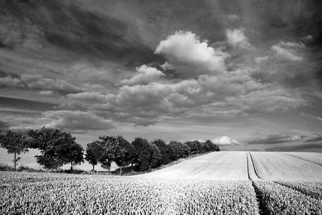 Wheat field, near Pickering, North York Moors, by Nigel Firth