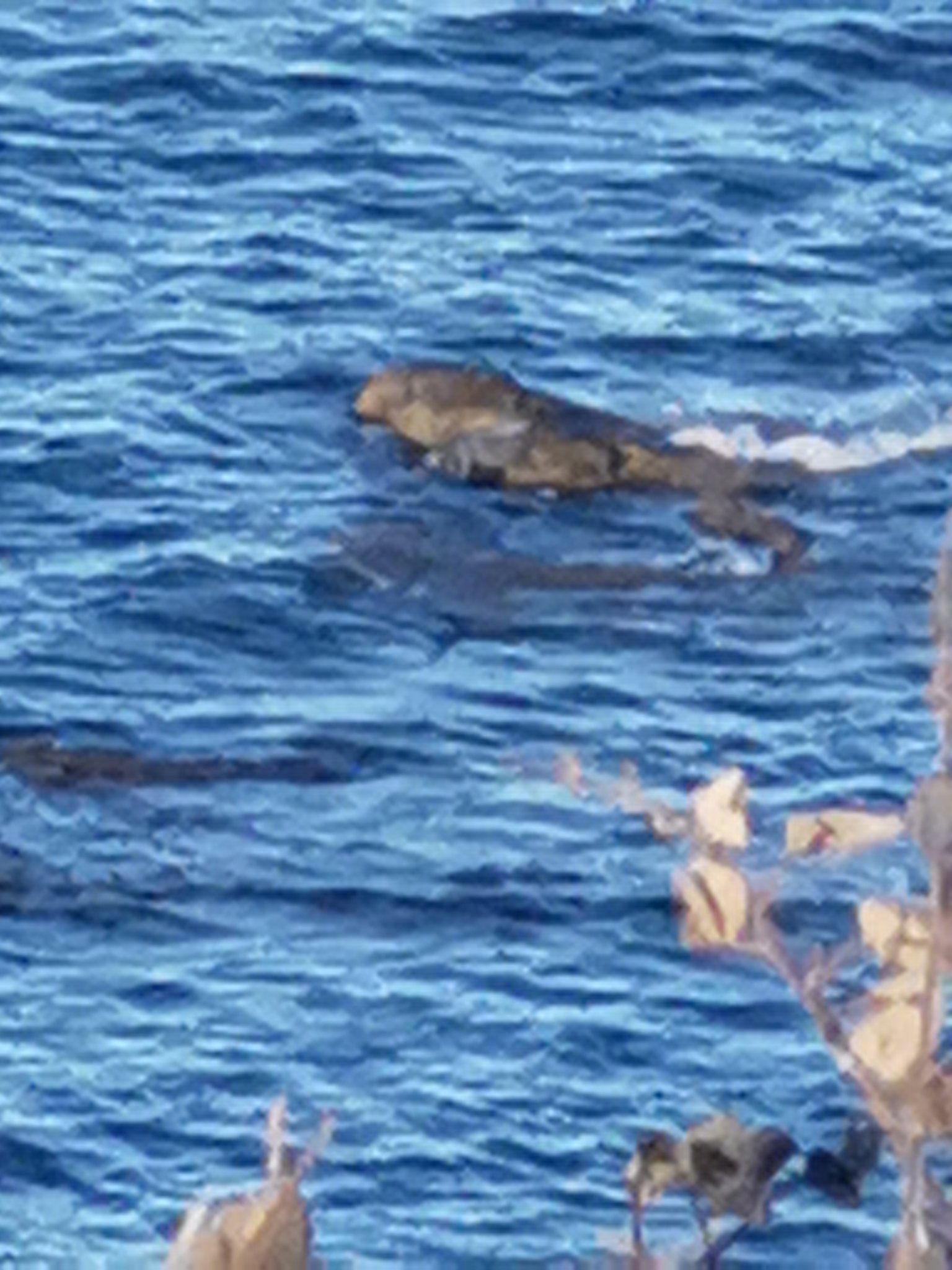Bradford mum insists she saw three 'huge' crocodiles swimming in sea off Filey - but experts brand sighting 'vanishingly unlikely'