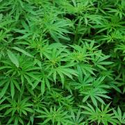 Police found a cannabis farm in the Denholme area of Bradford