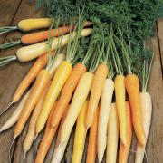 The old saying that carrots improve night vision is true. Below, author and naturalist Ruth Binney
