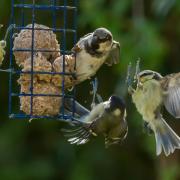 Birds known how to give ‘the evils’ if their feeders are not topped up regularly