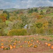 There are plenty of pumpkin patches across West Yorkshire to get your fix and Insta pics this October