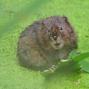 Water voles are making themselves at home in Timble Ings Woods, just a few miles north of Bradford in Nidderdale AONB. Pic: PA