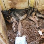 German Shepherd-cross Kuma had to be put down after being left to starve to death by his owner Samantha Orange. Picture: RSPCA