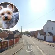 Police have launched an appeal after a Yorkshire Terrier was stolen on Carr Lane, in Castleford. Main Pic: Google Street View. Inset Pic: Generic picture of a Yorkshire Terrier (Pixabay)