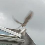 The moment a bird of prey swoops and catches what looks to be a seagull in its talons