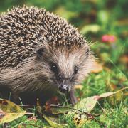 Three hedgehogs have been kicked to death in a week