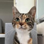 These 11 cats at RSPCA Bradford need their forever homes (RSPCA)