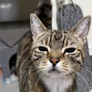These 4 cats at RSPCA Bradford are looking for their forever homes (RSPCA)