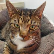 These 3 cats at RSPCA Bradford need forever homes (RSPCA)