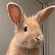 These 2 rabbits with RSPCA Bradford need their forever home (RSPCA)