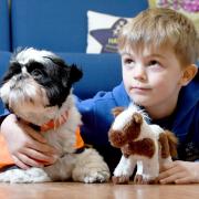 Archie, Harden Primary School's therapy dog, offers support to pupils and staff