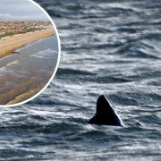 The fin of the 'shark' was spotted off the coast of Goring: credit - BNPS