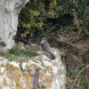 Peregrine at Malham Cove. Picture Dave Dimmock