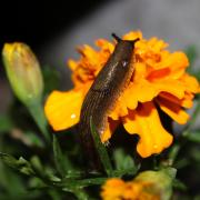 Gardeners are looking for new ways to get rid of slugs from their garden after pellets used to kill them were banned (Canva)