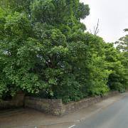 The trees at the proposed access to the site