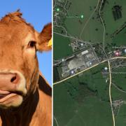 A man has been ordered to pay more than £5,000 after shooting a cow in the back of the head. Left Picture: Pixabay. Right Picture: Google Maps