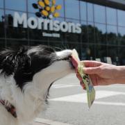 Morrisons launches ice pops for dogs for less than £1 each (Morrisons)