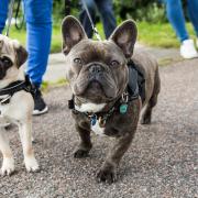 Dog thefts are on the rise across the UK
