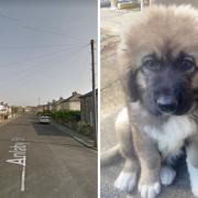Pictures: Google Maps and Buster’s Animal SOS Team
