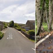 Jimmy Rodgers damaged a tree after drink-driving on Dick Lane, in Cowley. Main Picture: Google Street View. Right Picture: Generic picture of trees by a road from Pixabay