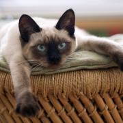 A Siamese cat, pictured. Picture: Canva, Pixabay