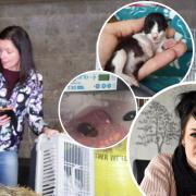 Pictures show Ally of Ally Cats Rescue, kittens at Ally Cats rescue and Pink Paws Cat Rescue's Laura Westcough. Pictures: Ally Cats, Billie-Jean Nixon and T&A