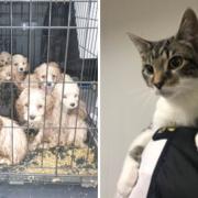 Pictures from the RSPCA show 20 puppies abandoned in a crate on a layby near Fryerning, Essex, and a cat who was cruelly abandoned in a crisps box in Ferryhill. Photos shared for the charity's national Cancel Out Cruelty campaign. Pictures: RSPCA