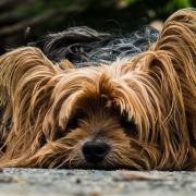 Huddersfield Ben established what breeders call the ‘type’ for the modern Yorkie - like the above - Dr Bryan Cummins said