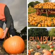 Ben Kemp at Horsforth Pick Your Own is ready for a busy October pumpkin-picking season