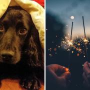 Nervous dog Lenny hides under a blanket, left, and sparklers for Bonfire Night